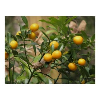 Round kumquats are sweeter and better tasting than the oblong ones.