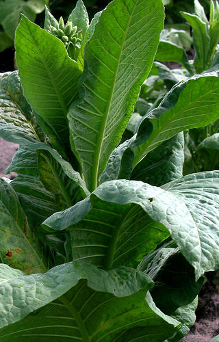 Tobacco Plant by Old Shoe Woman via Flickr