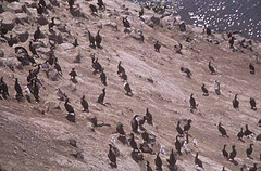 Penguins on the Beach Otago