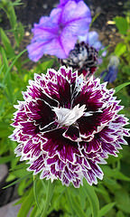Dianthus "Black and White Minstrels"