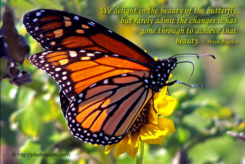 Allow the butterfly within to be nurtured as the caterpillar withers away as its season is passing.