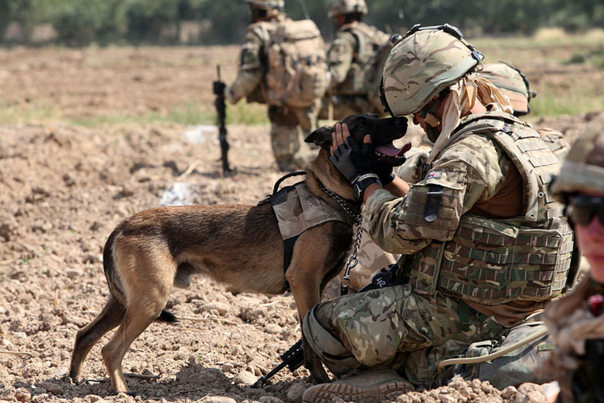 40 Warrior Names For Strong Male Dogs Pethelpful