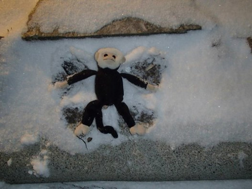 Mooch's Snow Angel in North Carolina