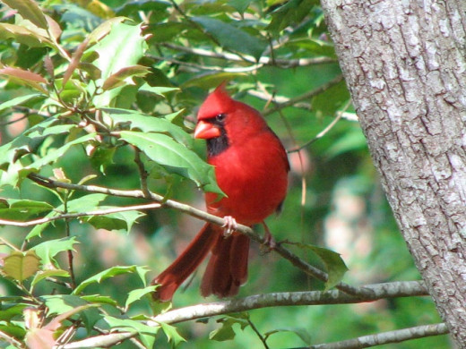 Red Cardinal in American Holly