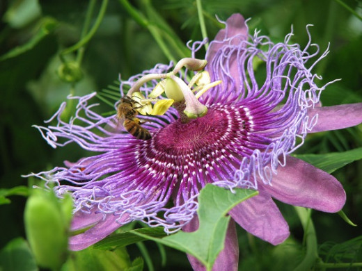 Honey bee visits a passion flower. The leaves of this vine are the larval plant of Gulf Fritillary butterflies.
