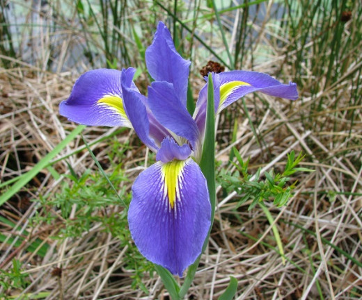 Big Blue Iris is the Louisiana state wildflower.
