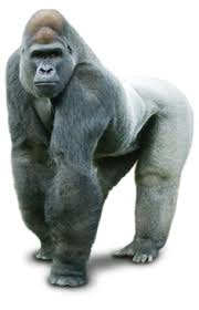 Feast your eyes on the majestic gorilla