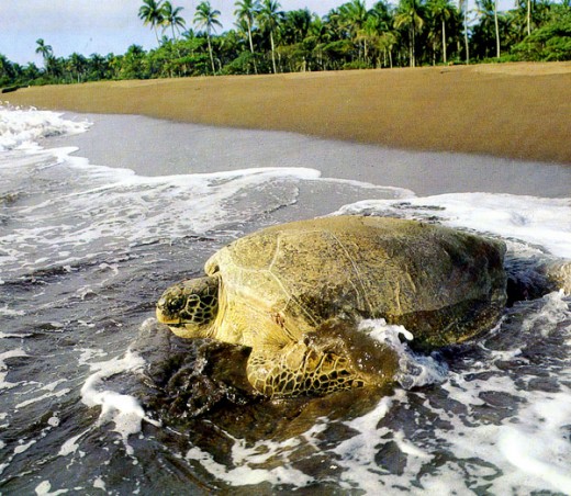 Turtle in Tortuguero National Park