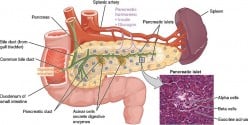 Acute Pancreatitis - Causes, Risks, Treatments, and Prevention