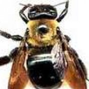 CharlestonFreak profile image