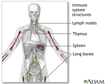 Immune System Structure