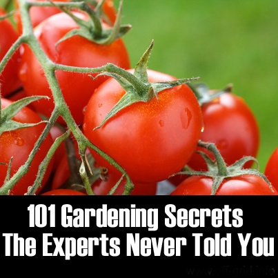 Be sure to click the link and check out this really great collection of gardening secrets that the experts are never going to tell you about. 