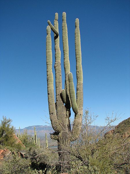 Saguaro Cactus in Arizona desert