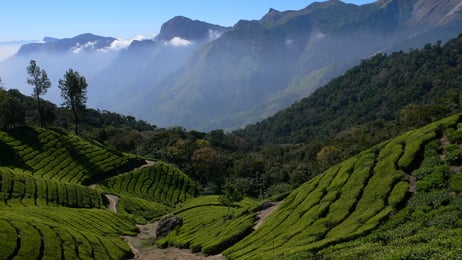 Tea Plantation in the Indian State Kerala.