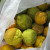 Ripe oranges, grapefruit, and a lemon/orange cross I picked Ripe oranges, grapefruit, and a lemon/orange cross I picked