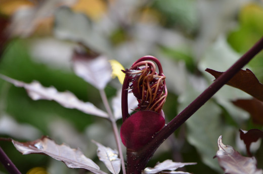 One of the many plants, this one has burgundy leaves, about to unfurl some more. 