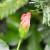Hibiscus flower bud.