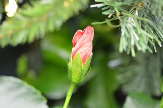 Hibiscus flower bud.
