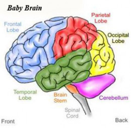 Human Brain Biology - Development of Frontal Lobes Prior to Adolescence