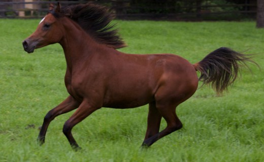 There are many variables that bring out different behavior in horses.
