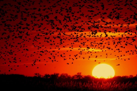 I love this one, with the black birds against the sunlight.  A truly beautiful image! 