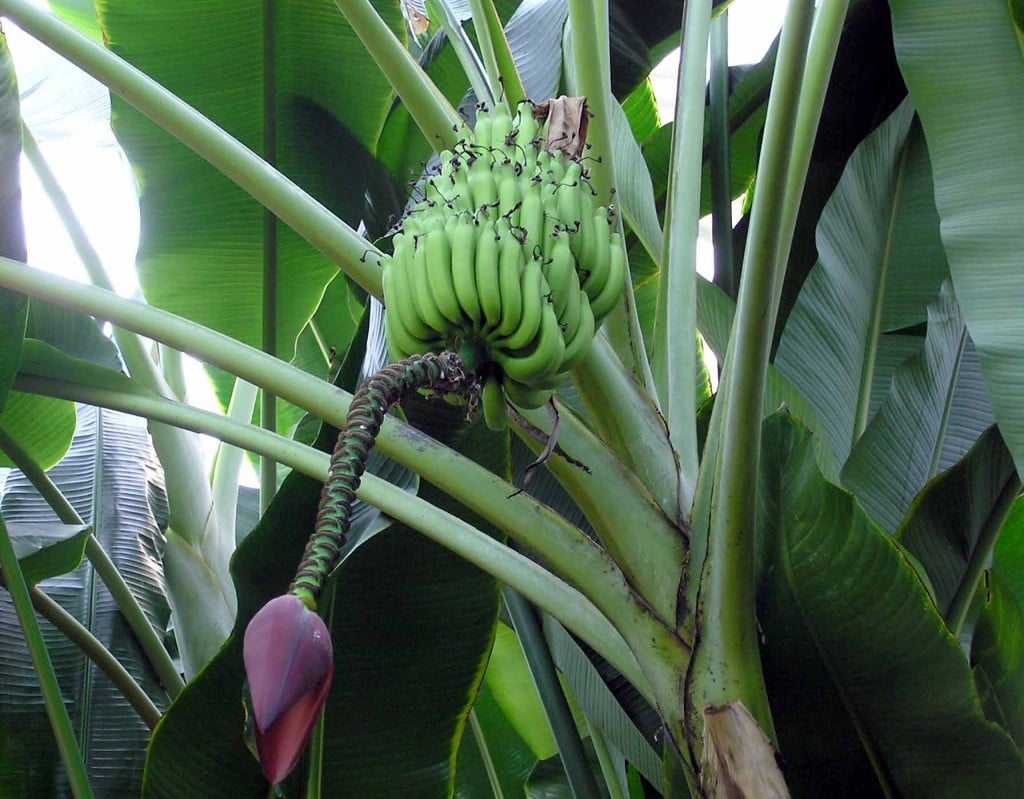 Banana Plant - A Completely Useable Plant for Food & Health | HubPages