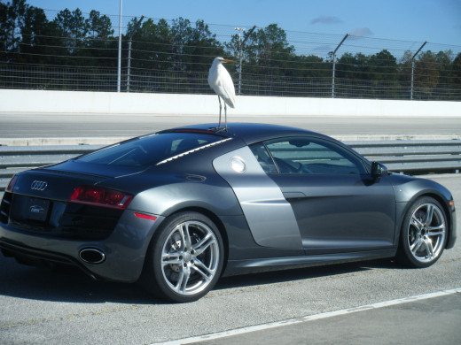 I was amused by the fact that no one cared that there was a bird just chilling on a $100 sports car. 