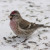 A Common Redpoll (Carduelis flammea) in Kittilä, Finland. (Might be a juvenile) A Common Redpoll (Carduelis flammea) in Kittilä, Finland. (Might be a juvenile)