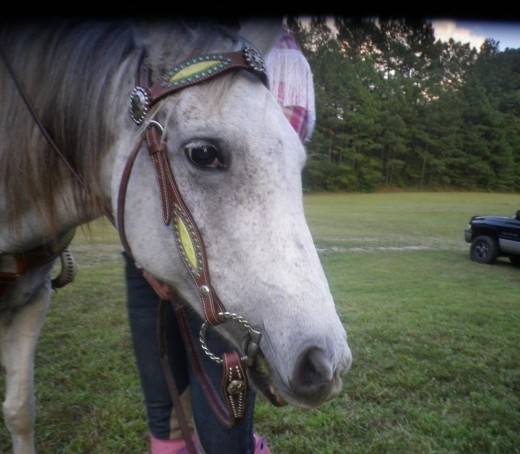 My arabain girl, at a show.