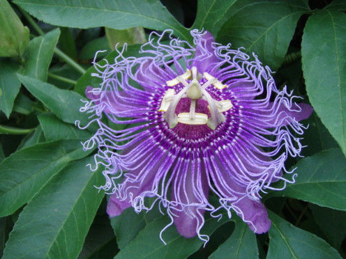 Passion flowers have been included in teas to help promote restful sleep, and aiding in anxiety.  This particular flower is a Passiflora incarnata hybrid.  They are beautiful, unique flowers.