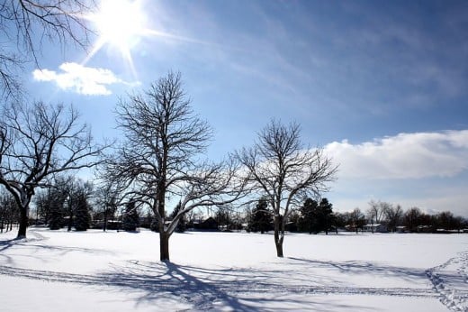 Beautiful Winter sunny scene with snow and trees.