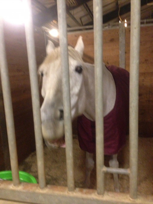Ears pinned not happy, had to eat dinner a few minutes late, at the horse show. 