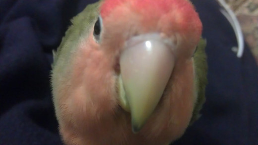 Lovebird