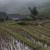 Rain soaked paddy fields