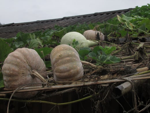 Pumpkins growing on the roof of a village hut
