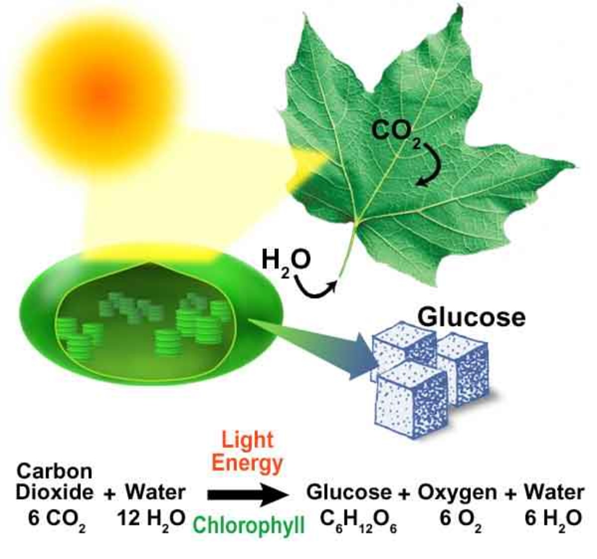 What is the balanced chemical equation for photosynthesis?