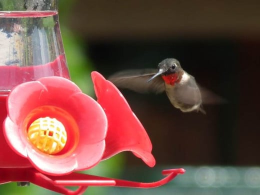 Ruby-Throated Hummingbird enjoying nectar