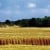 Ohio Wheat Fields