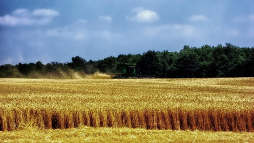 Ohio Wheat Fields