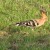 Wildlife: the Hoopoe Wildlife: the Hoopoe