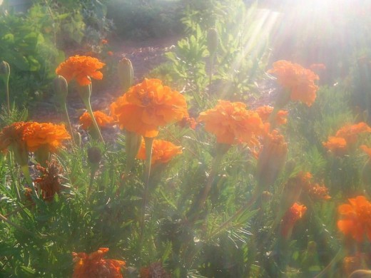 I thought this picture was so beautiful of the sun shining through the flowers.