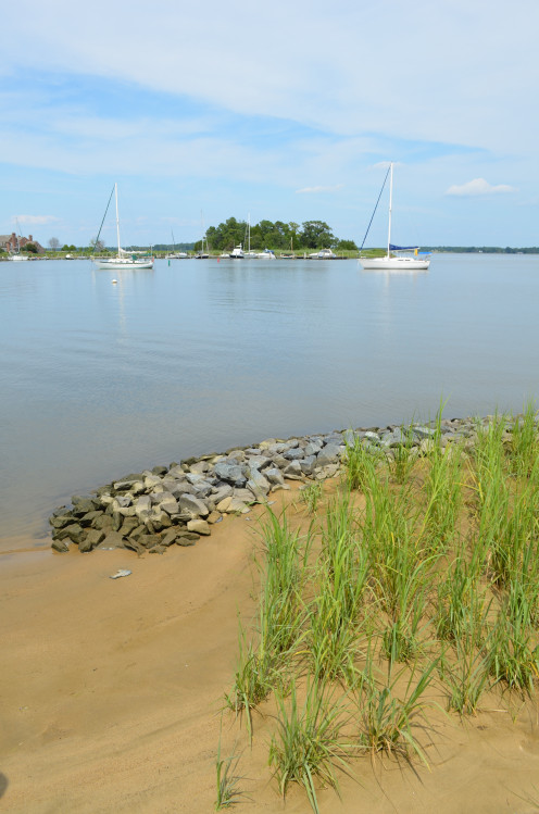Boats on the water, near the shore, in St. Michaels, Maryland.
