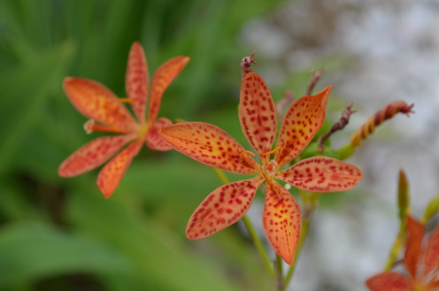 Some pretty orange flowers that caught my eye, while visiting in Maryland.