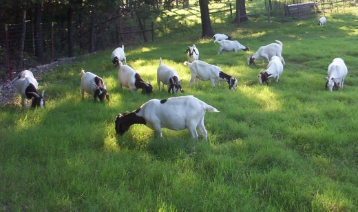 Meat Goats Grazing Bermuda in August that Had a Good Stand of Subterranean Clover in Fall, Winter, and Spring
