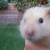 Small pets received small graves, in the garden Small pets received small graves, in the garden