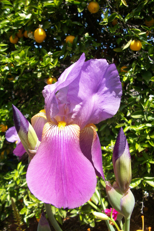 One of the oldest of the Bearded Iris, it is my favorite so we gladly gave them a new home where they grow much better.