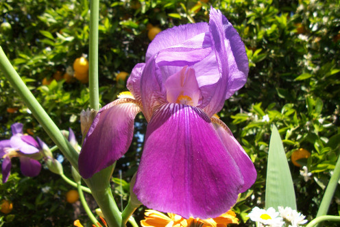 The key to making them bloom is phosphorus. Several calcium or scale removers are primarily phosphoric acid. Read the labels, then dilute with tap water about 5:1 then water!