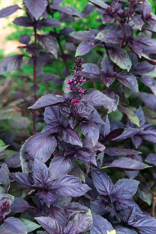 Dark Opal Basil has a deep, dusky flavor and aroma. Works well in salads and stir fry.