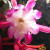 All photos I use are from my home and garden. All photos I use are from my home and garden.