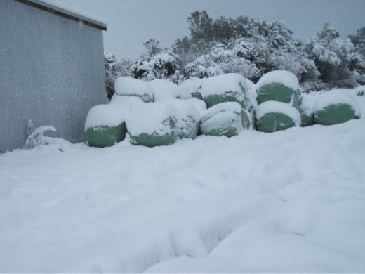 Hay-ledge covered with snow, which the cows required to survive. 